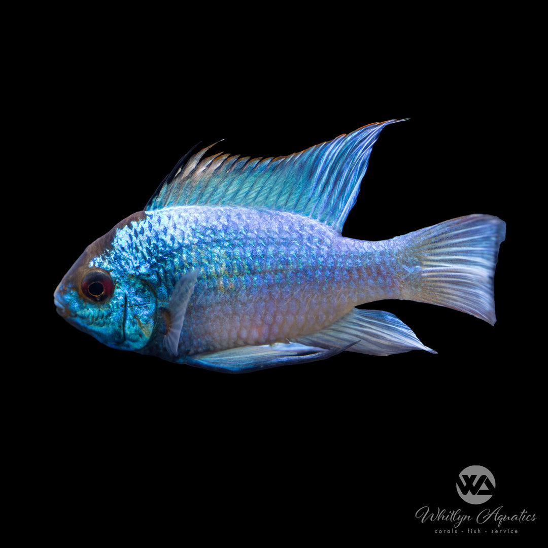 Electric Blue Ram - Mikrogeophagus ramirezi