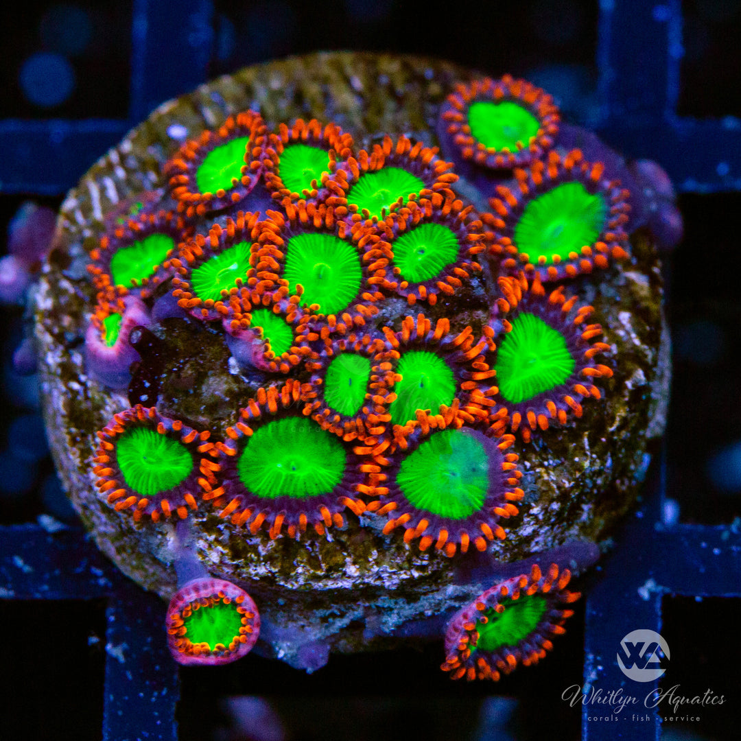 Electric Oompa Loompa Zoanthids