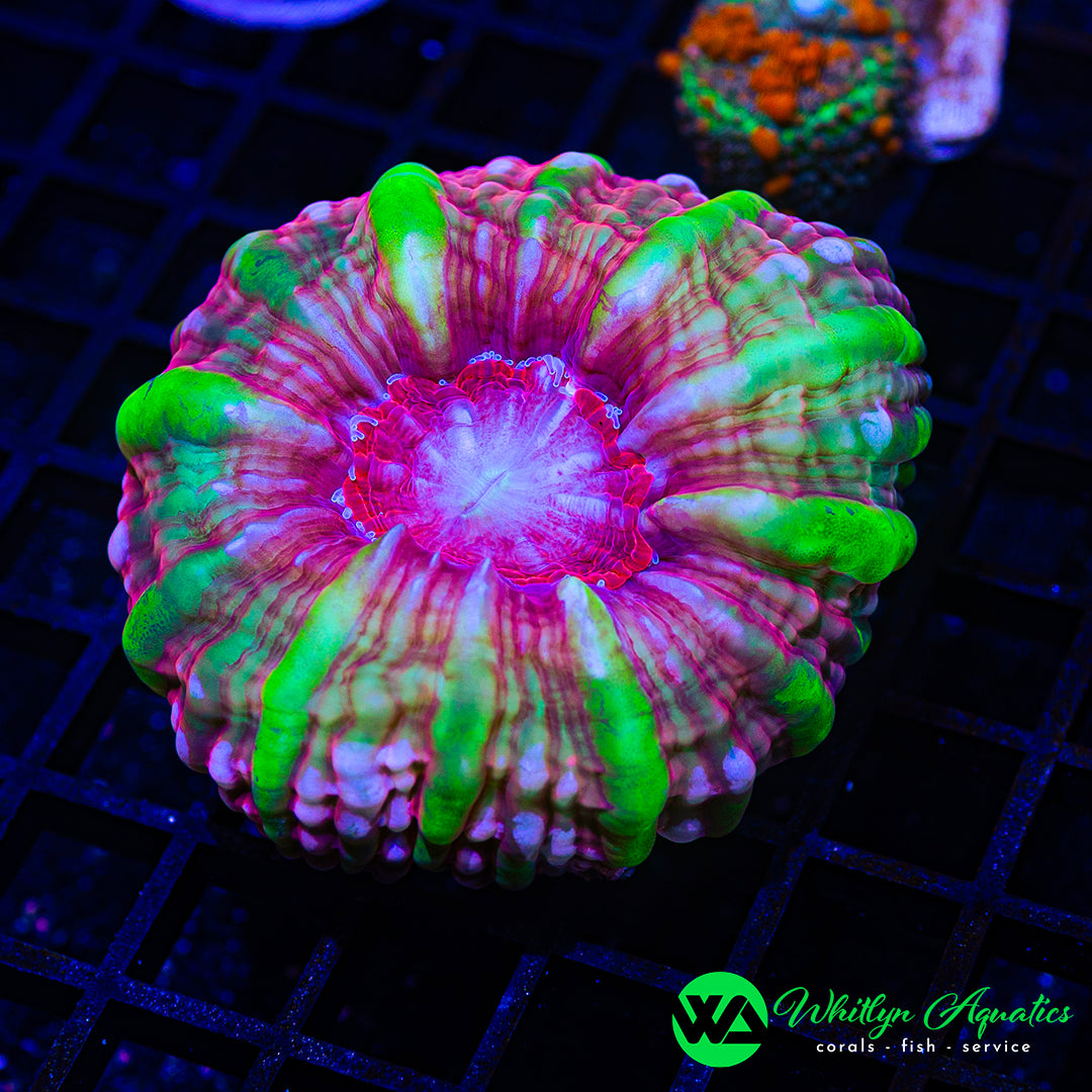Electric Rose Cynarina 4" WYSIWYG