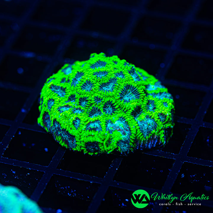 WA Electric Tide Favia