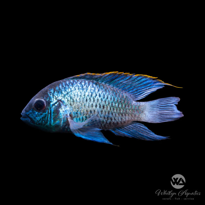 Electric Blue Acara - Andinoacara pulcher