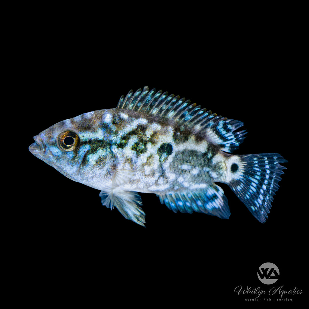 Electric Blue Jack Dempsey