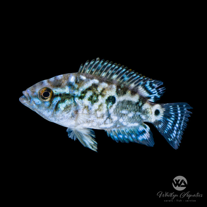 Electric Blue Jack Dempsey