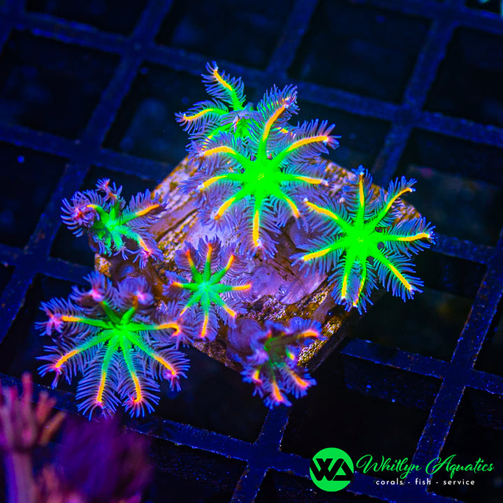 Rainbow Clove Polyp