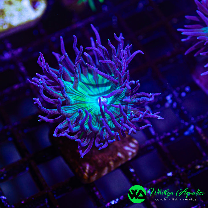 WA Electric Rain Duncan Coral