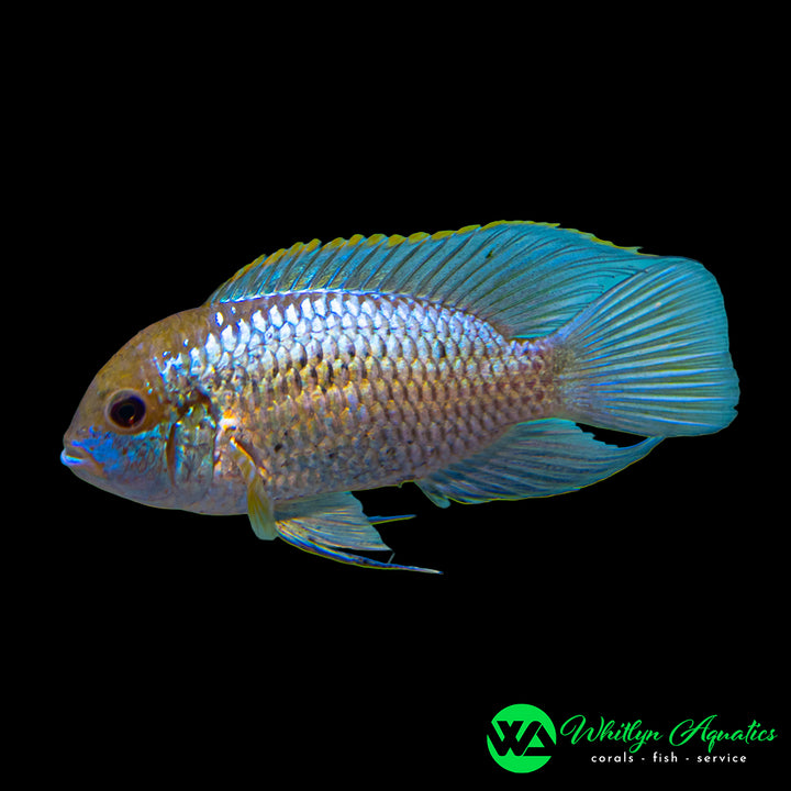Electric Blue Acara - Andinoacara pulcher