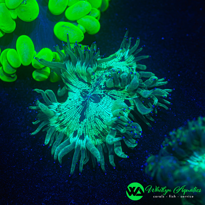 Elegance Coral - WYSIWYG