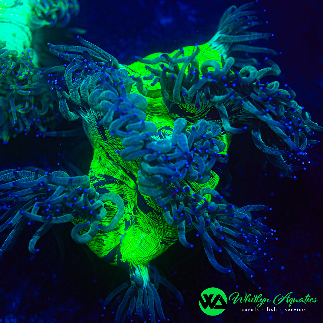 Elegance Coral - WYSIWYG