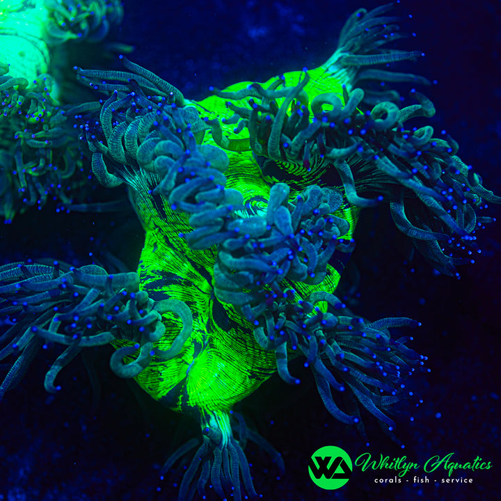 Elegance Coral - WYSIWYG