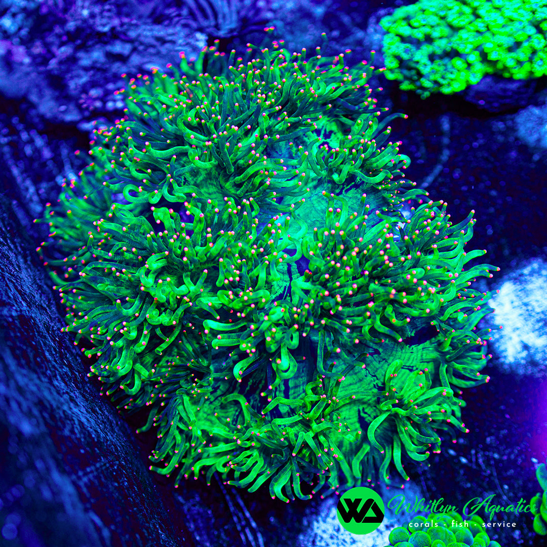 Elegance Coral - WYSIWYG