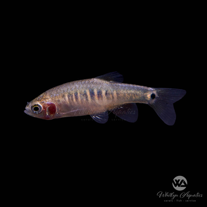 Emerald Dwarf Rasbora - Microasbora erythromicron