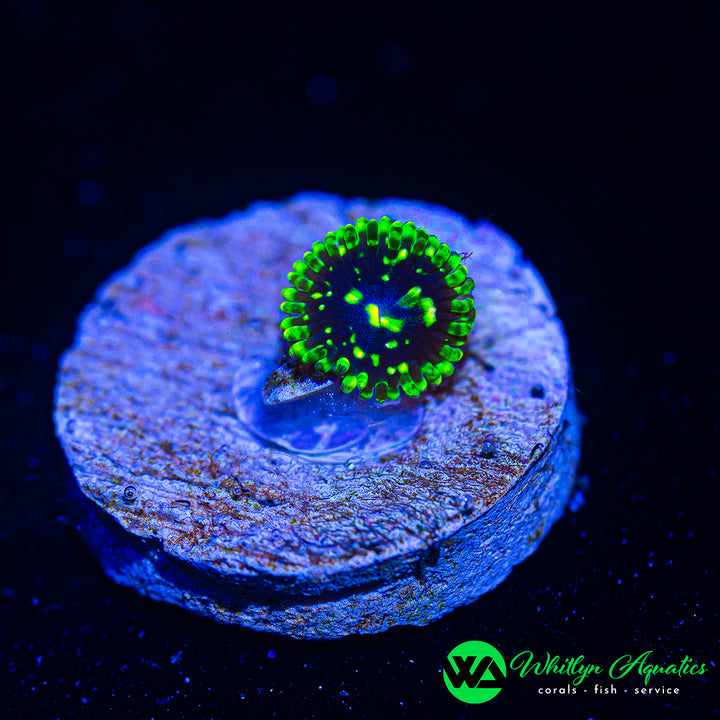 Exosphere Zoanthid (Aquacultured)