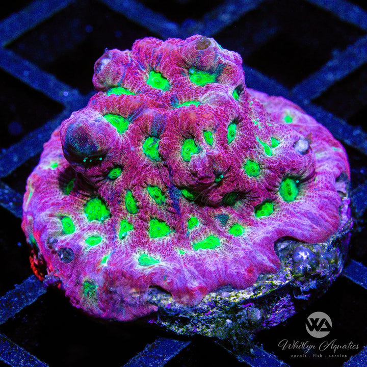 War Coral Favia - Whitlyn Aquatics