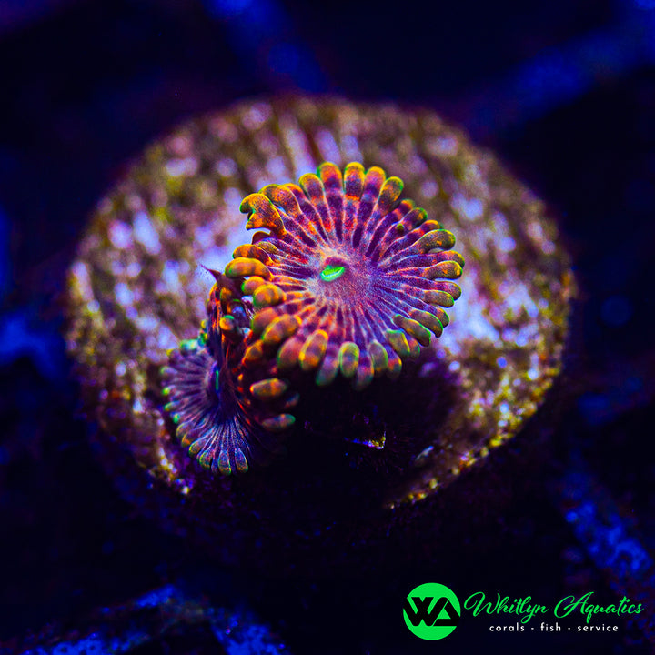 Fairy Fart Zoanthid (Aquacultured)