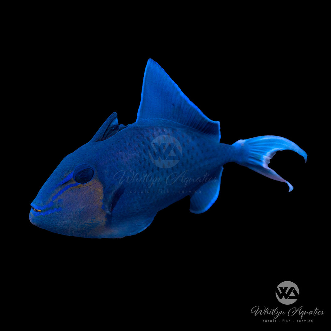 Niger Triggerfish