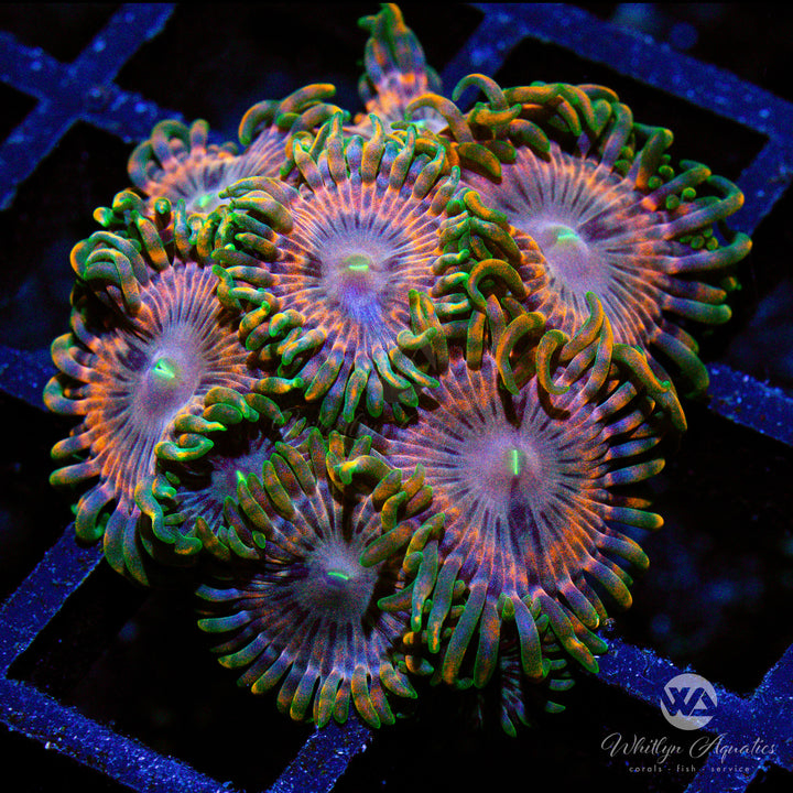 Fairy Fart Zoanthid (Aquacultured)
