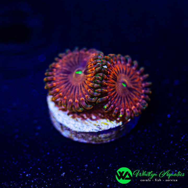 Fairy Fart Zoanthid (Aquacultured)