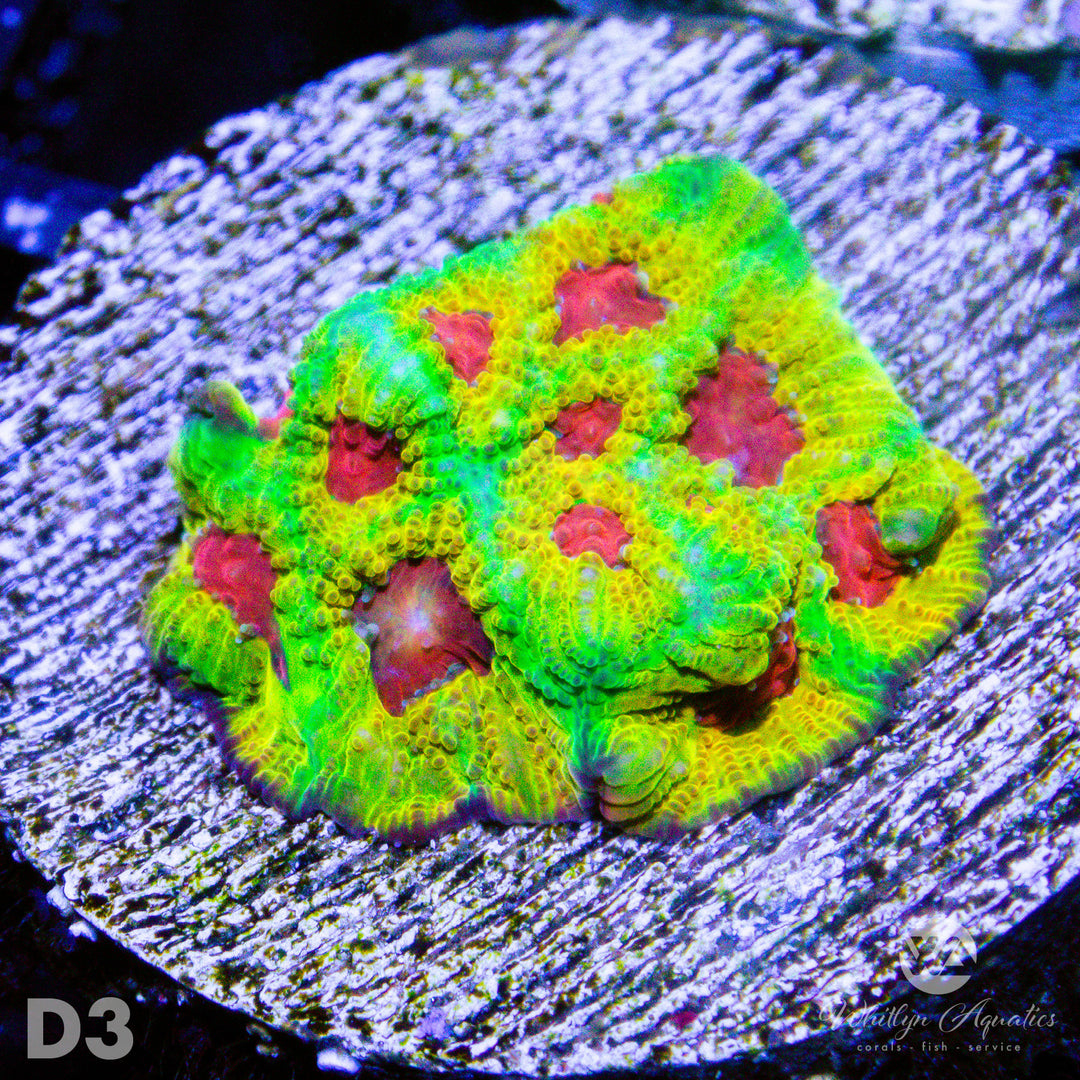 Fascination Favia - WYSIWYG