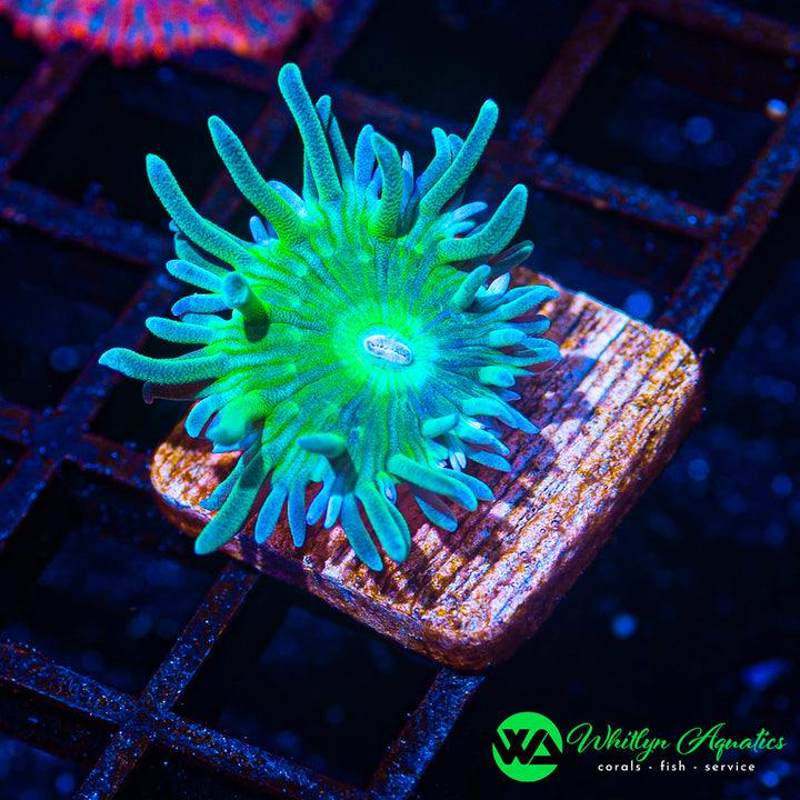 Fathead Green Duncan Coral