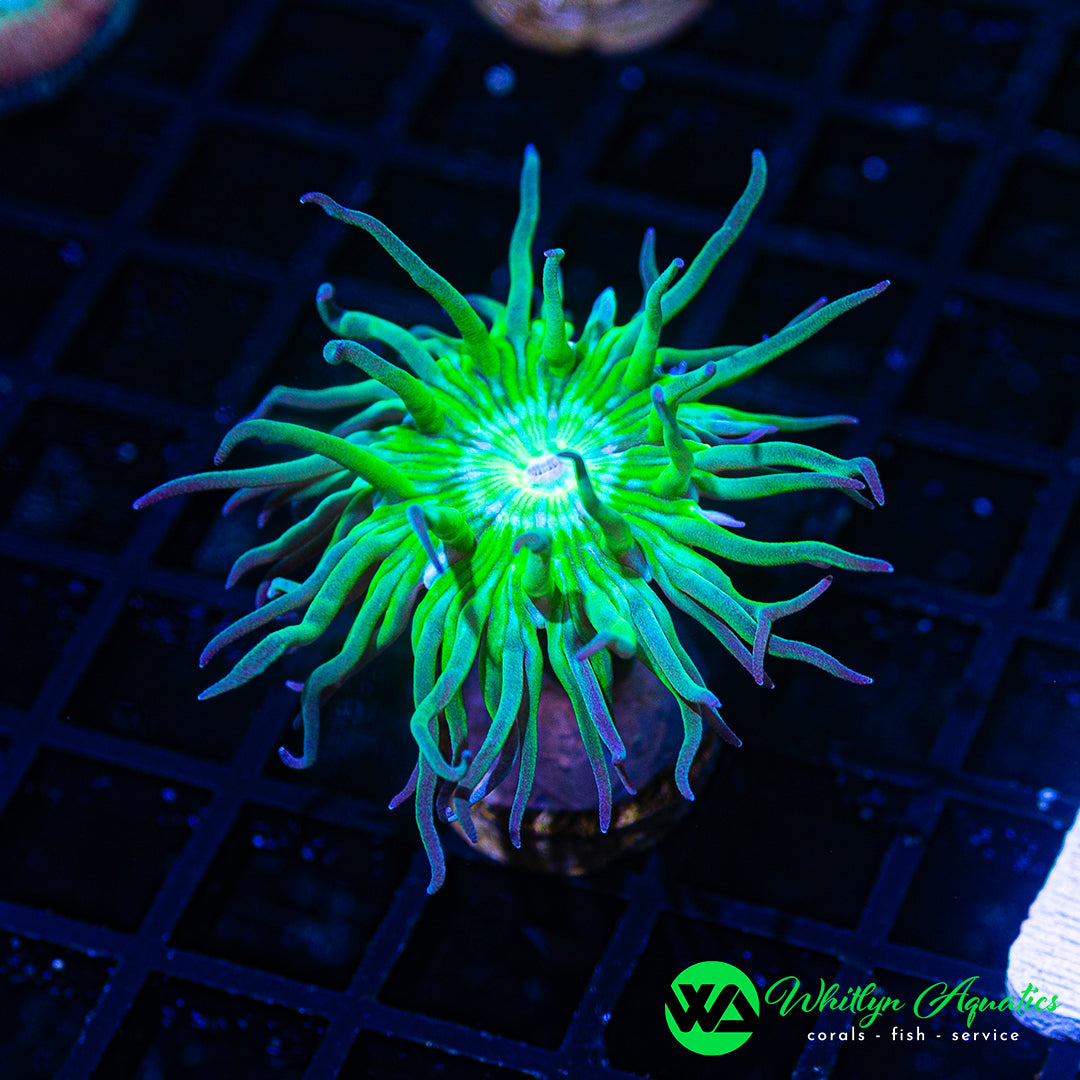 Fathead Duncan Coral