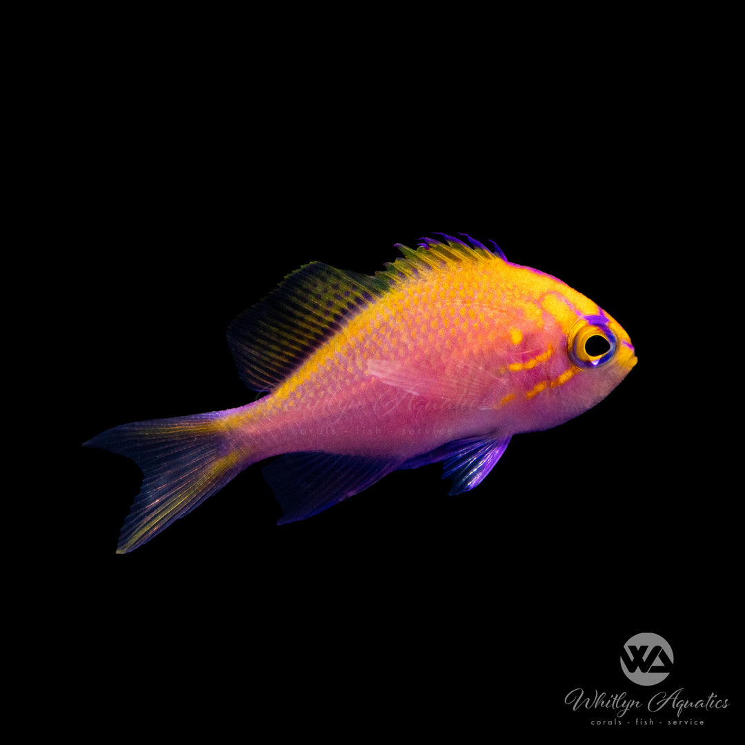 Fathead Sunburst Anthias - Serranocirrhitus latus