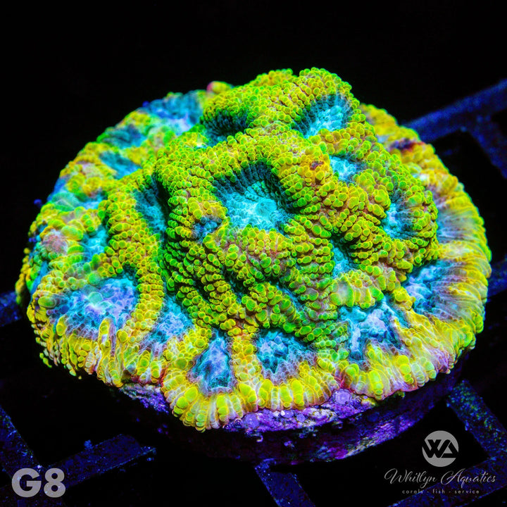 Favia Of The Gods - WYSIWYG