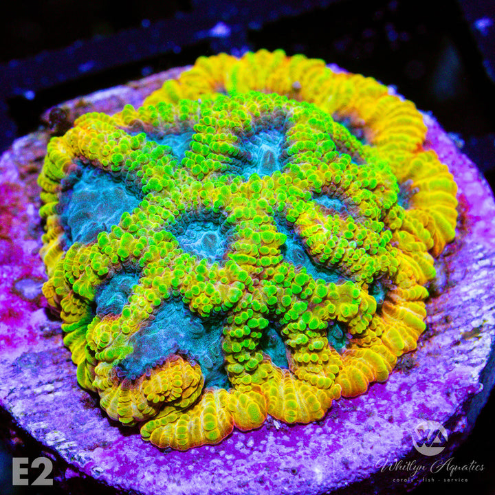 Favia Of The Gods - WYSIWYG