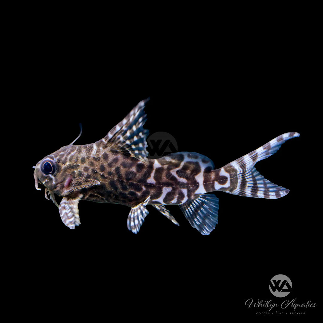 Feather Fin Synodontis - Synodontis eupterus