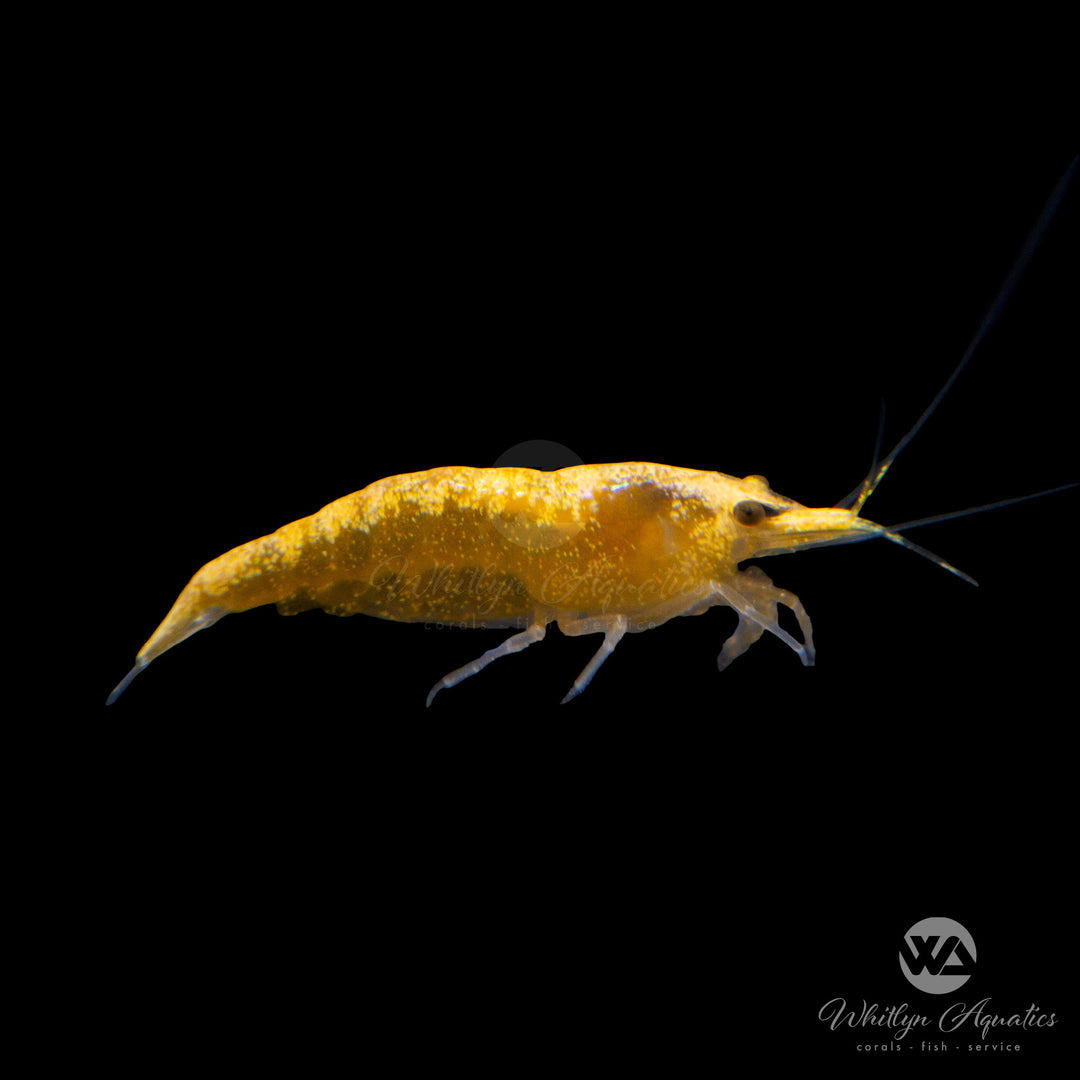 Fire Yellow Shrimp - Neocaridina sp.