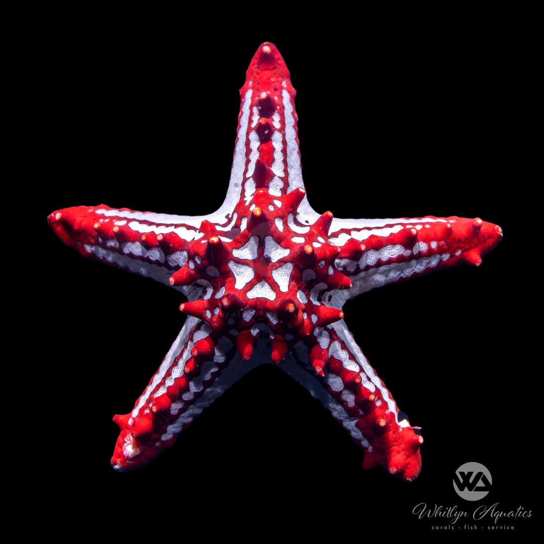 Red Knob Starfish - Protoreaster linckii
