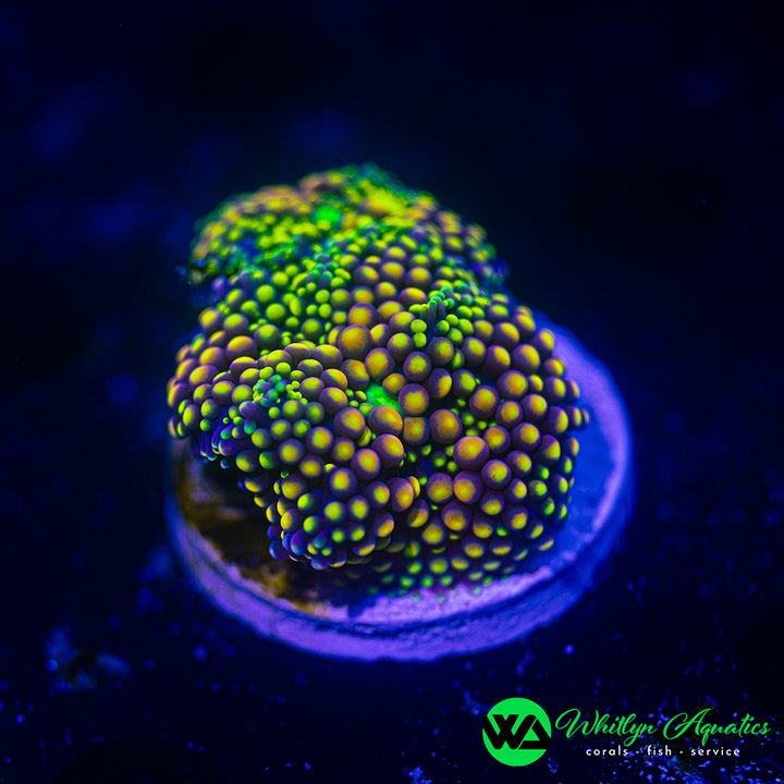 Florida Ricordea Mushroom