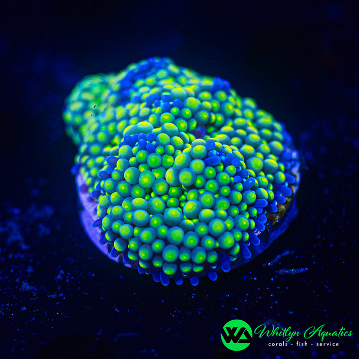 Florida Ricordea Mushroom