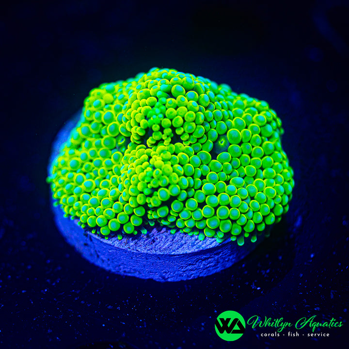 Florida Ricordea Mushroom