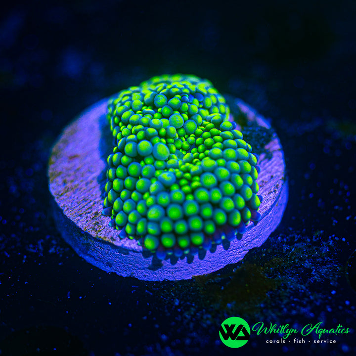 Florida Ricordea Mushroom