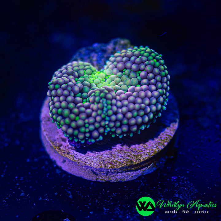Florida Ricordea Mushroom