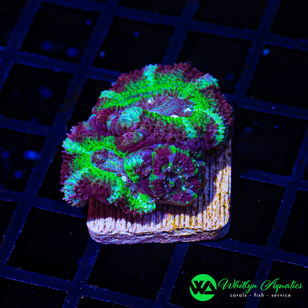 WA Forbidden Fruit Asian Acan
