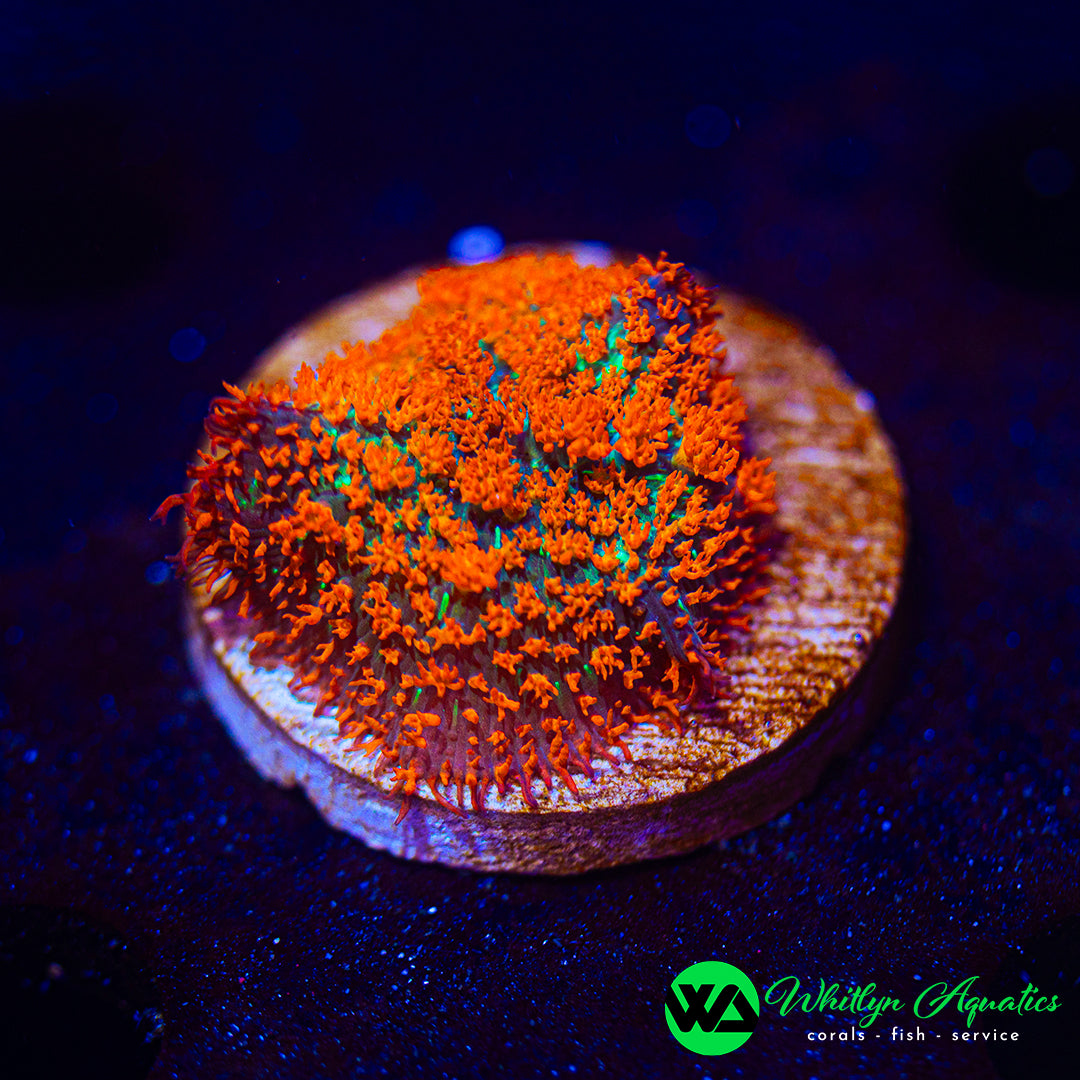 Forest Fire Rhodactis Mushroom