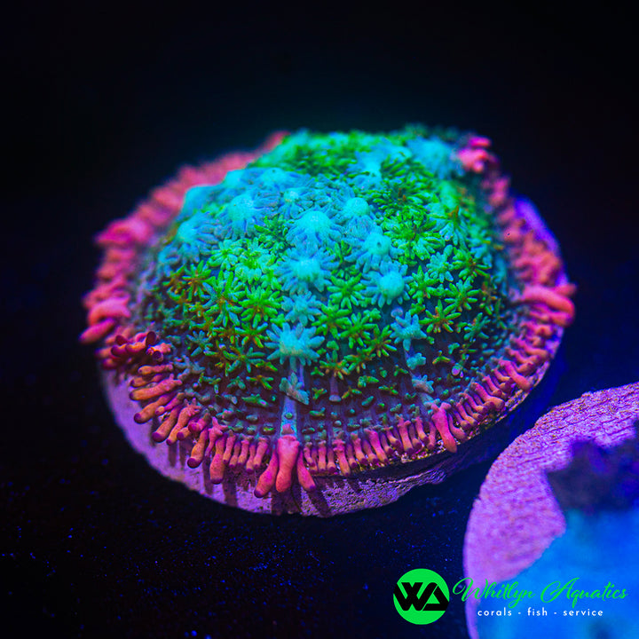 Frankenstein Bounce Mushroom