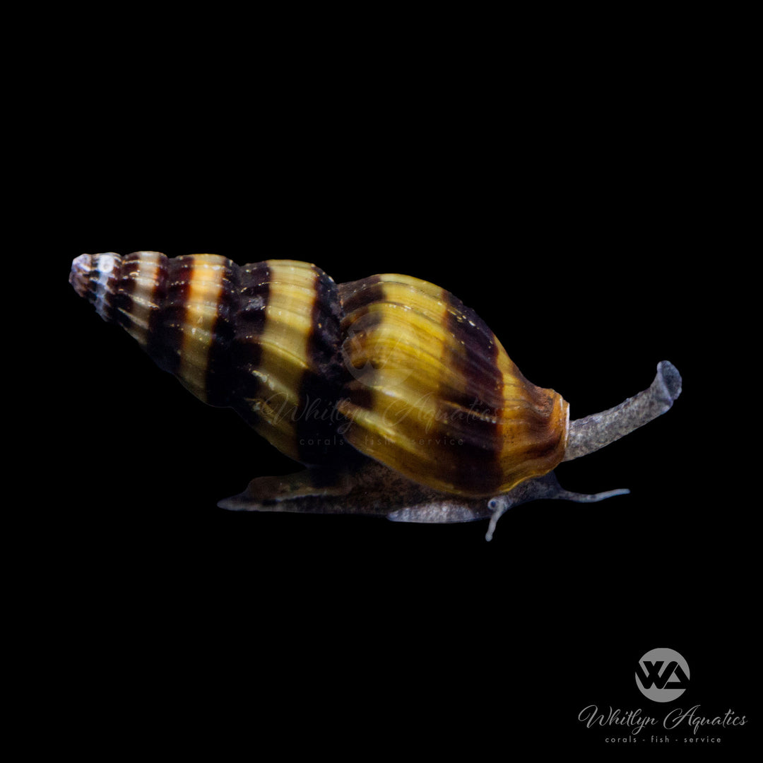 Assassin Snail - Clea helena