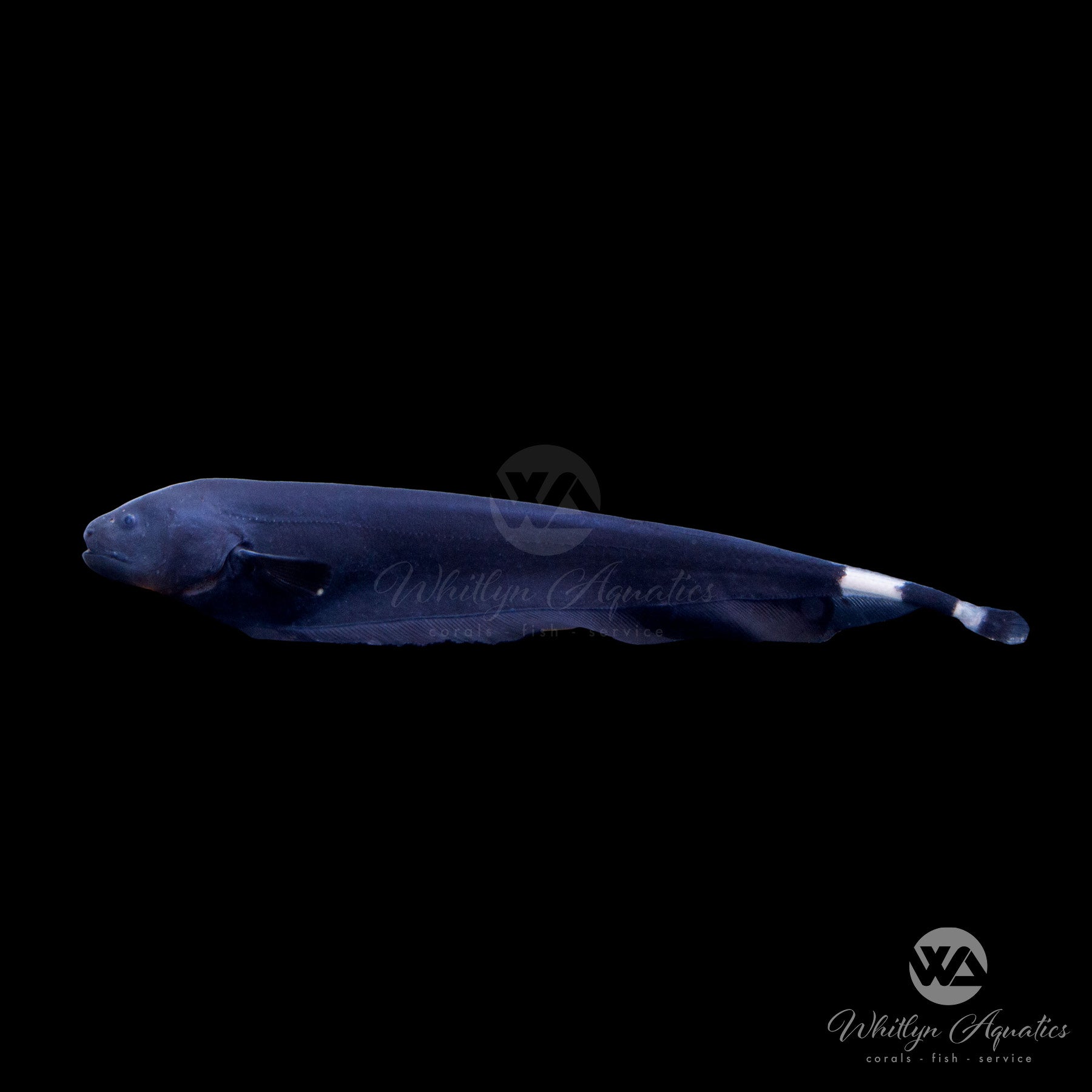 Black Ghost Knife Fish How To Train Your Black Ghost. (Updated 2024) A