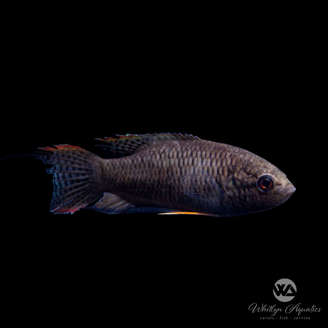 Black Paradise Fish - Macropodus spechti