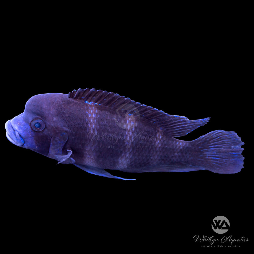 Frontosa - Cyphotilapia Frontosa