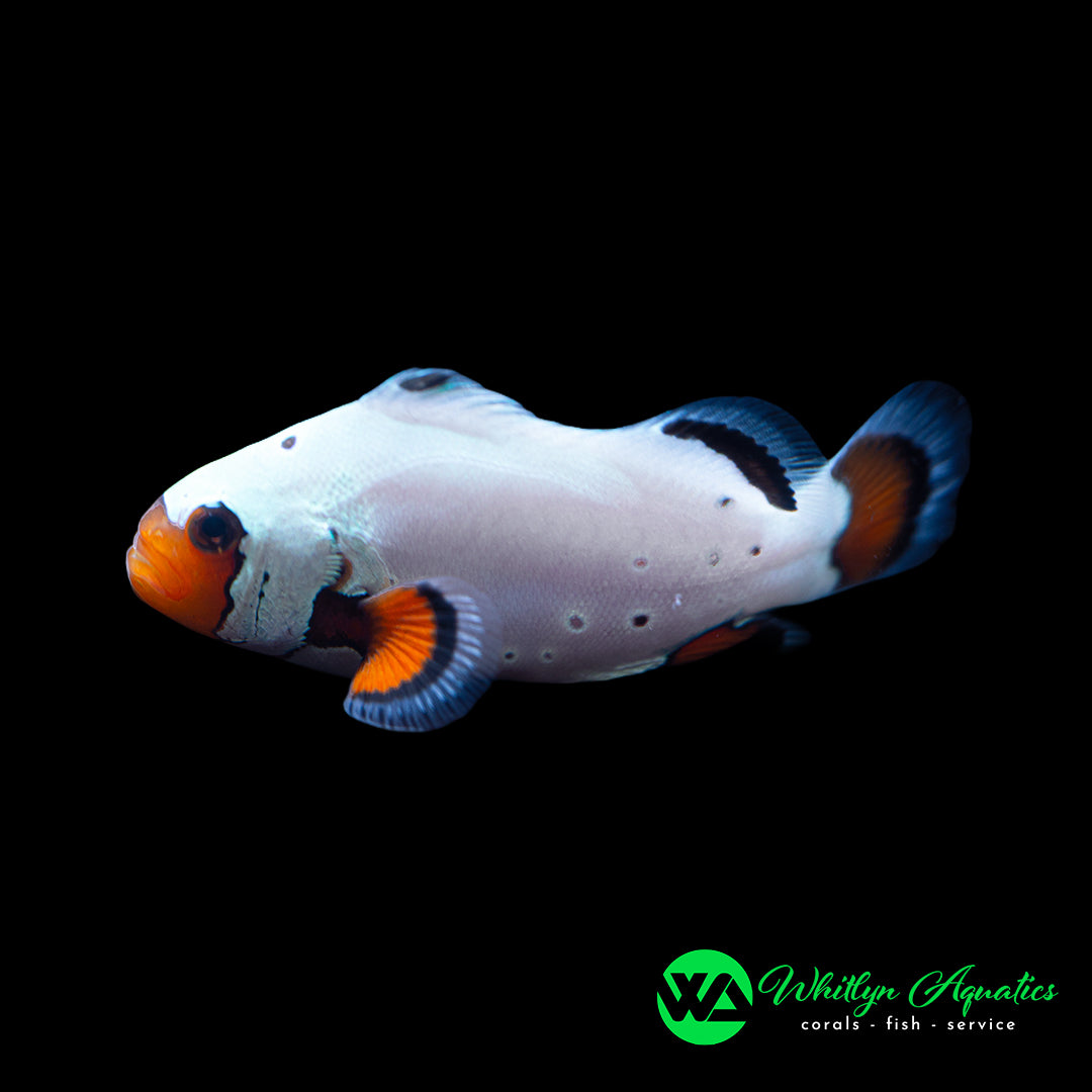 Frostbite Clownfish - Amphiprion Ocellaris
