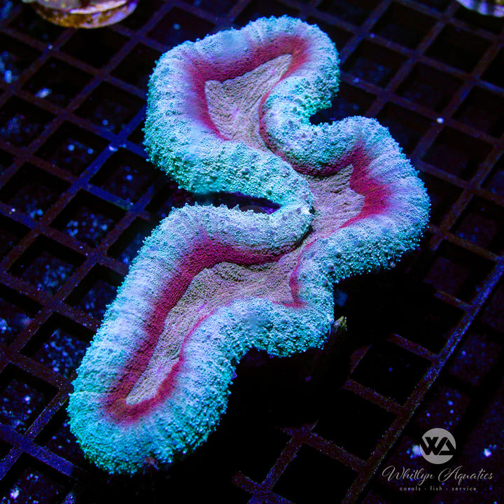 WA Frozen Magma Lobo (~7") - WYSIWYG (J2) - Whitlyn Aquatics