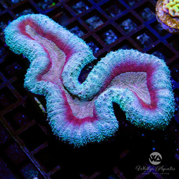 WA Frozen Magma Lobo (~7") - WYSIWYG (J2) - Whitlyn Aquatics