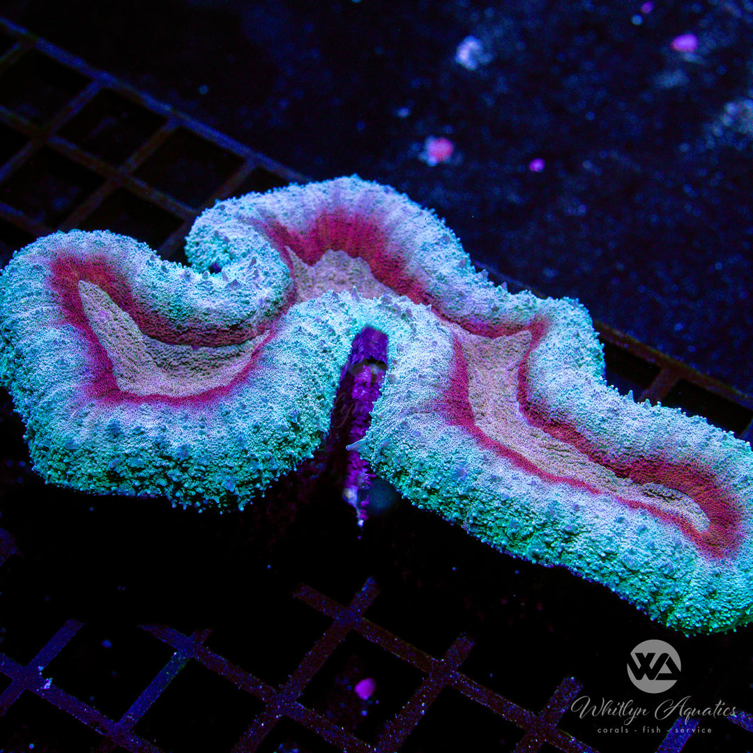 WA Frozen Magma Lobo (~7") - WYSIWYG (J2) - Whitlyn Aquatics