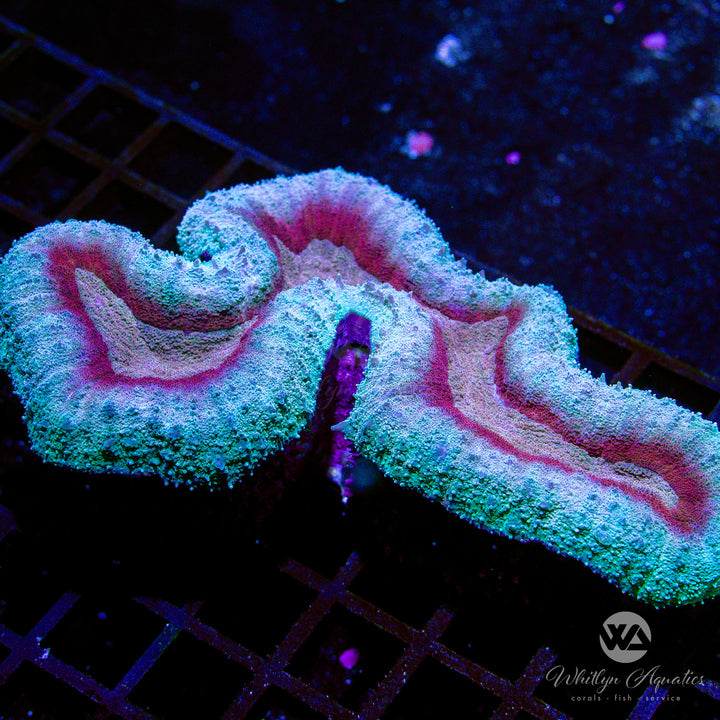 WA Frozen Magma Lobo (~7") - WYSIWYG (J2) - Whitlyn Aquatics