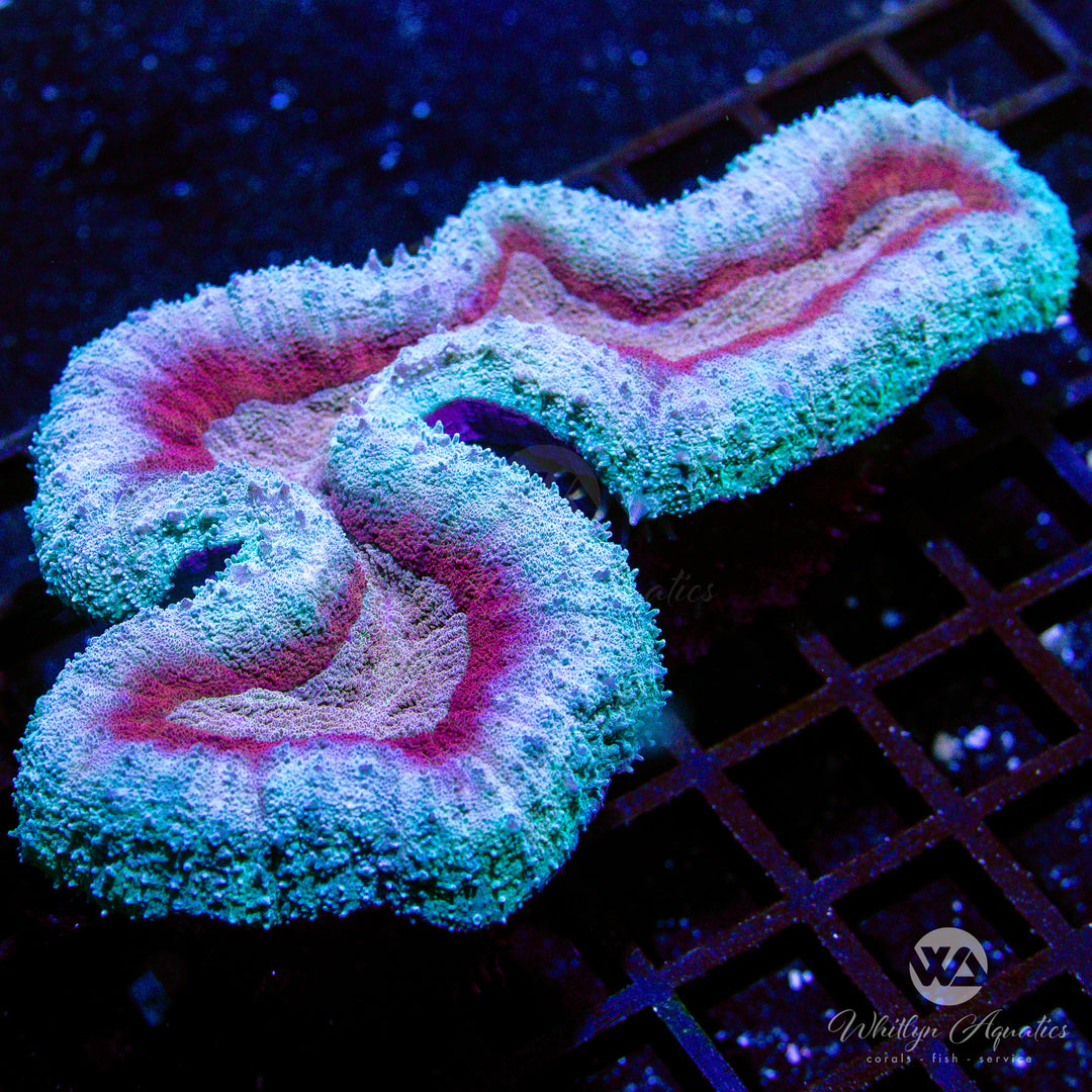 WA Frozen Magma Lobo (~7") - WYSIWYG (J2) - Whitlyn Aquatics