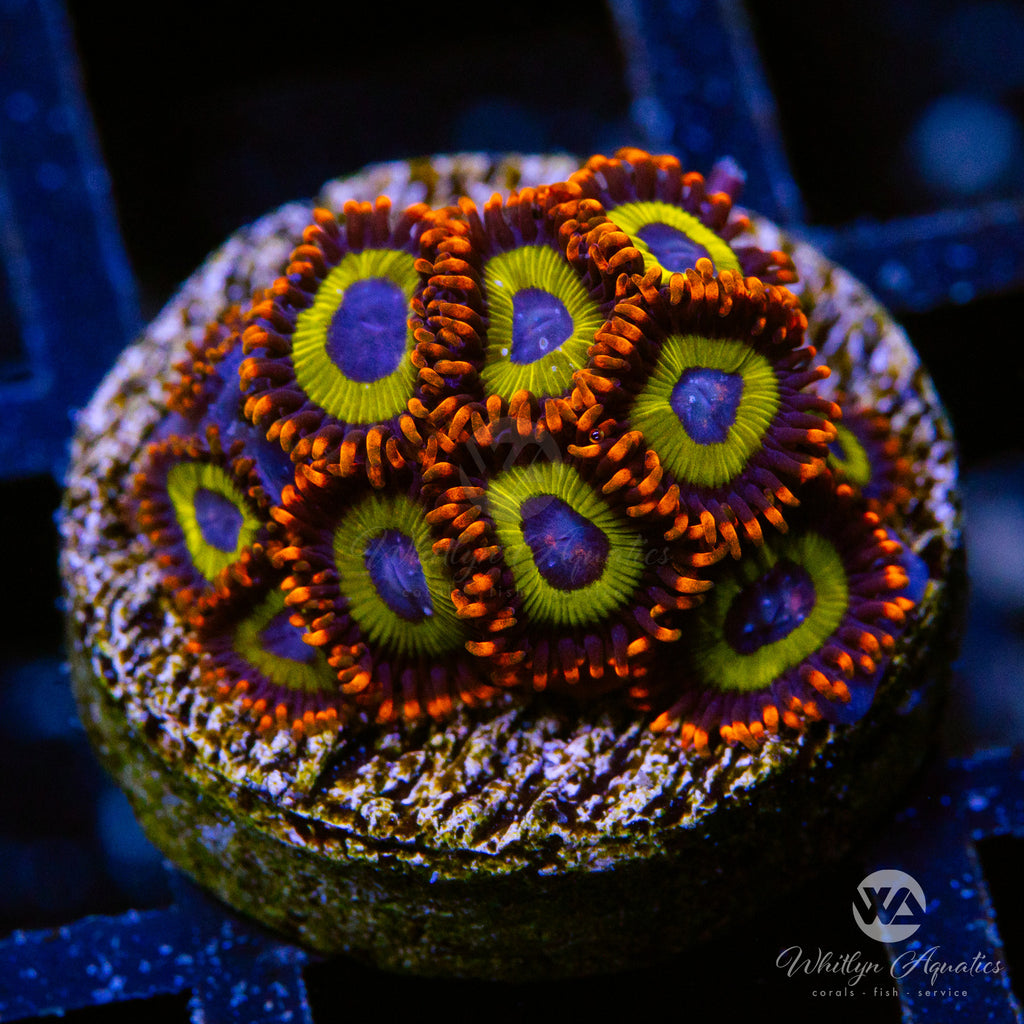 Fruit Loops Zoanthid (Aquacultured) – Whitlyn Aquatics
