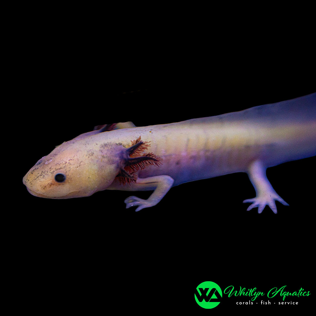 GFP Leucistic Axolotyl (Ambystoma mexicanum)